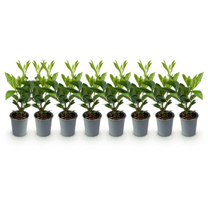 Prunus laurocerasus Caucasica- blad groen - 8 planten - 1 strekkende meter - groenblijvend - pot 9cm hoogte 30-35cm