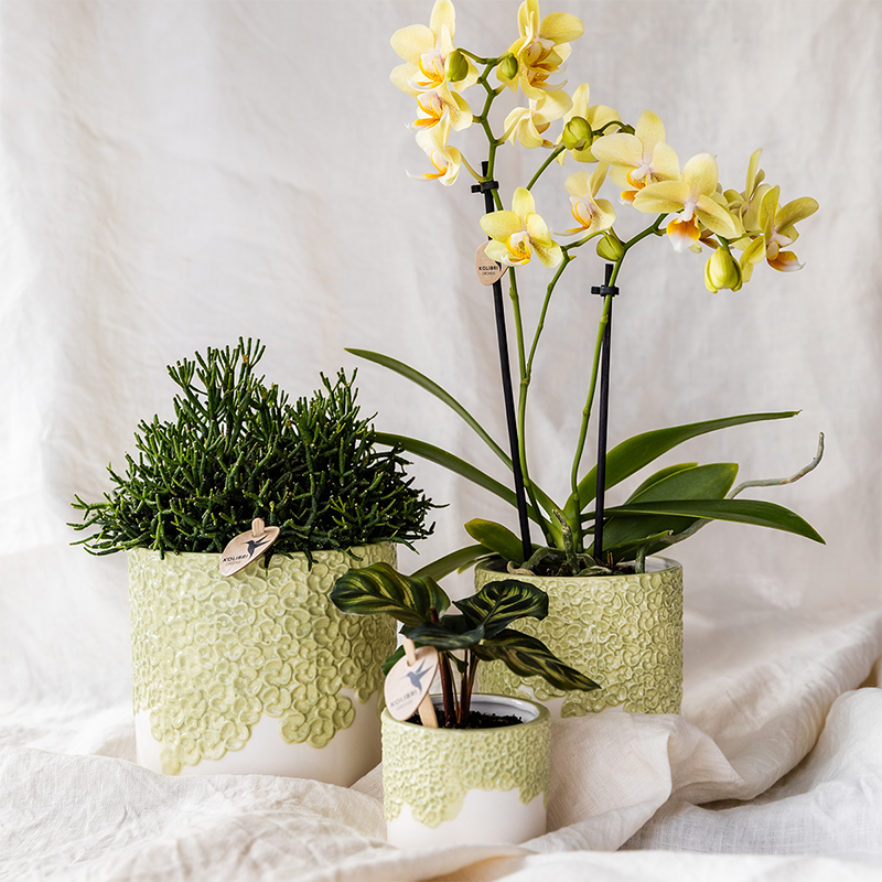 Combo: Kolibri Company | Bloom sierpot groen – set 6 cm + 9 cm + 12 cm