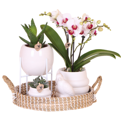 Giftset: Large White