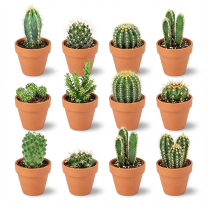 Mix: 12 Mini Cacti Ø 8,1 cm 5-10 cm - Terracotta Potten