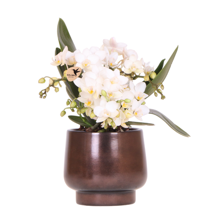 Combo: White Nazaré orchid (Scandic Copper)
