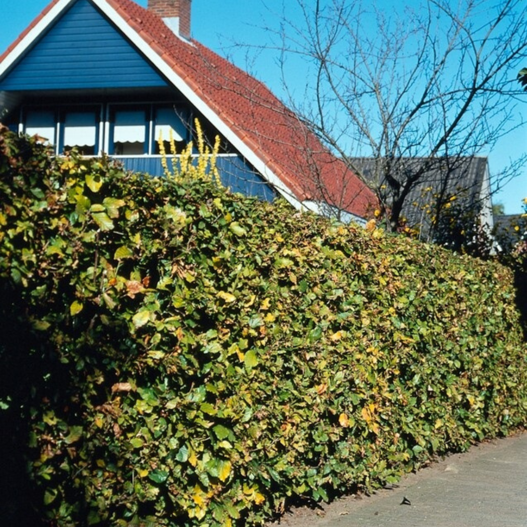 Palletdeal: Fagus sylvatica (50 stuks)