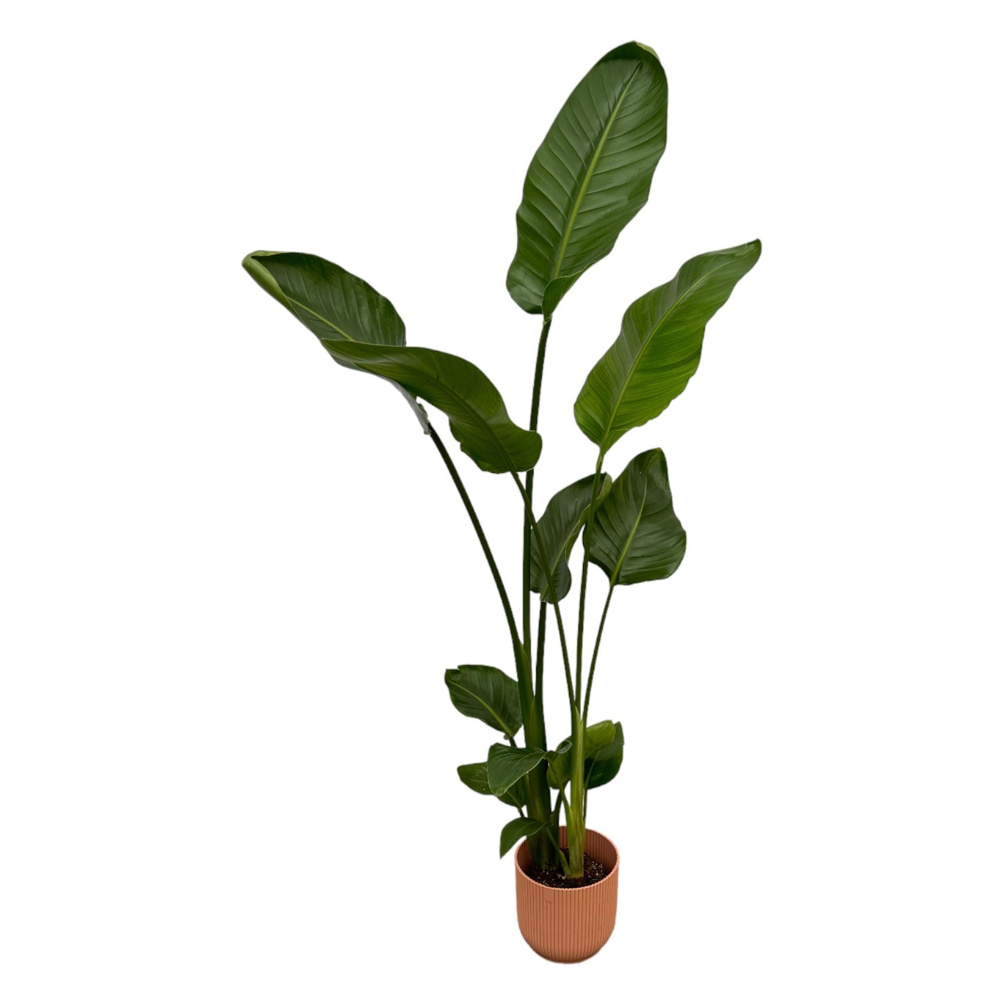 Set: Strelitzia Nicolai inclusief elho Vibes Fold Round roze - 100 cm - Ø18