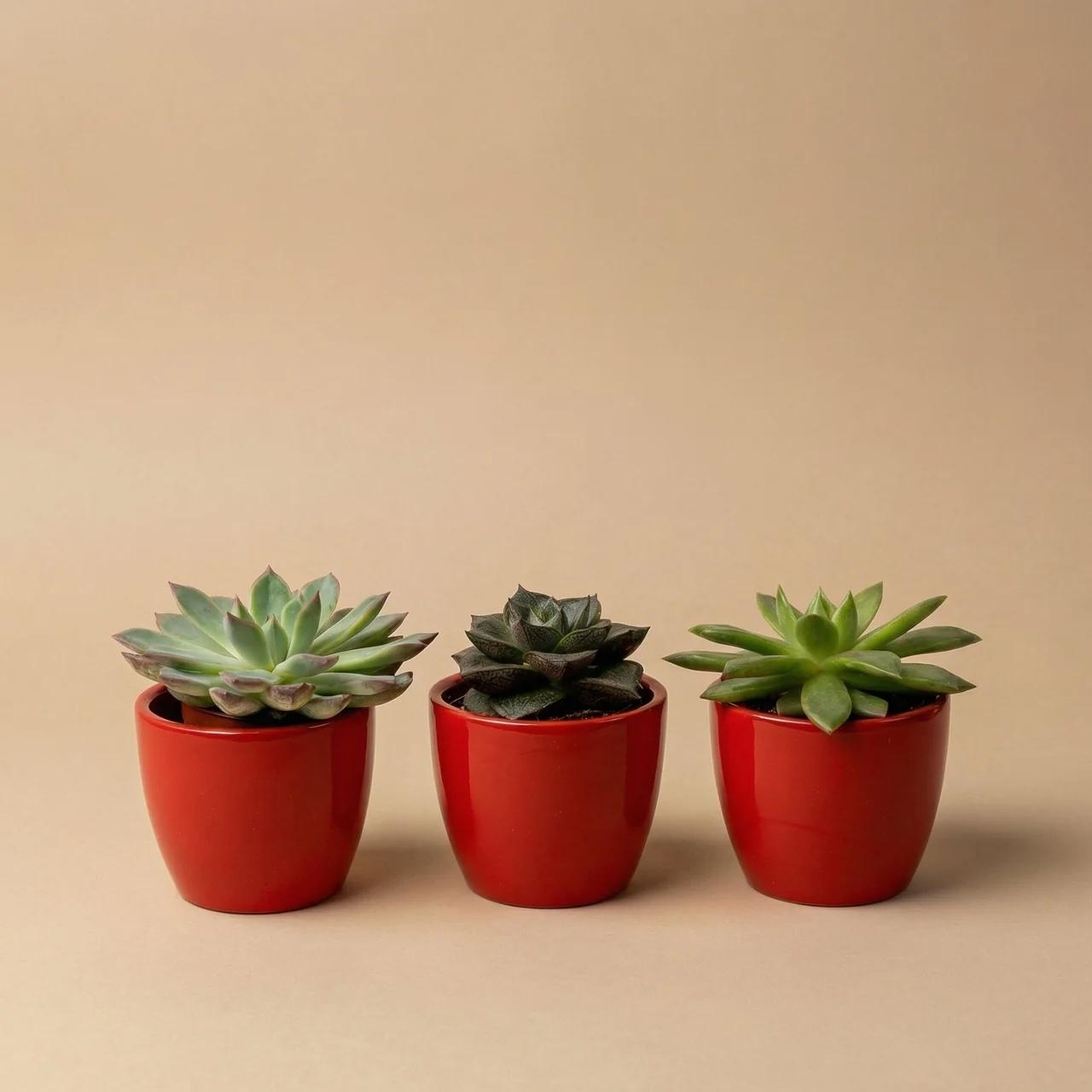 Set: Succulenten (3 stuks)