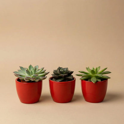 Set: Succulenten (3 stuks)