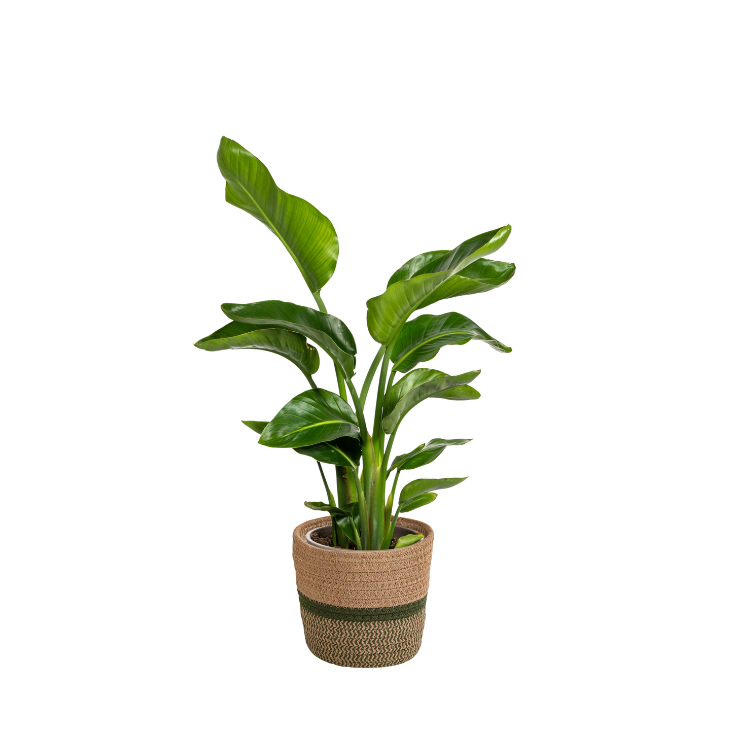 Combo: Strelitzia Nicolai (in mand)
