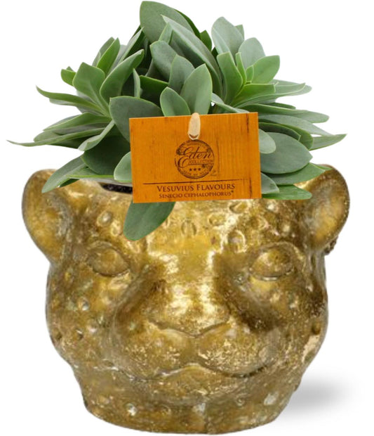 Combo: Gouden luipaard - Senecio Cephalophorus