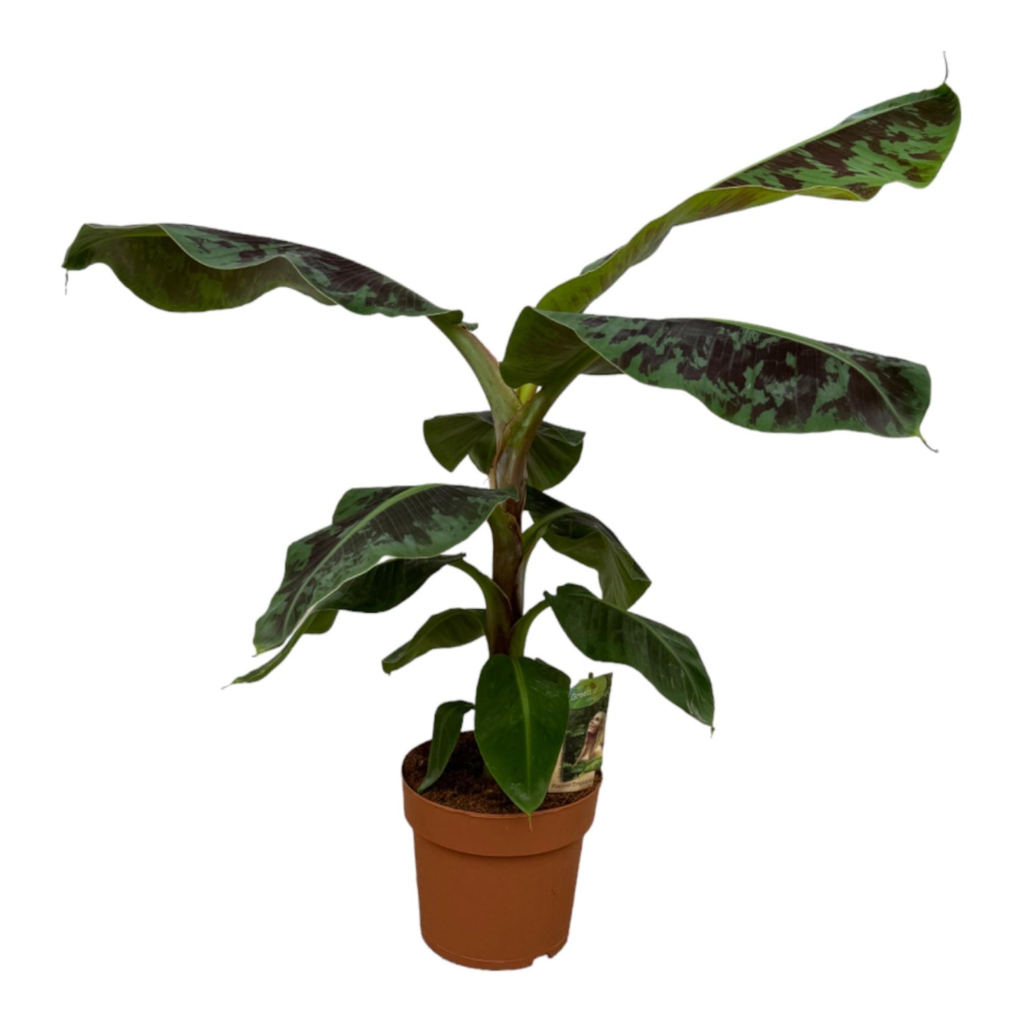 Musa