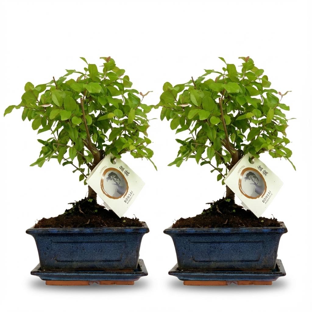 Duo-deal: Bonsaï in keramiek pot