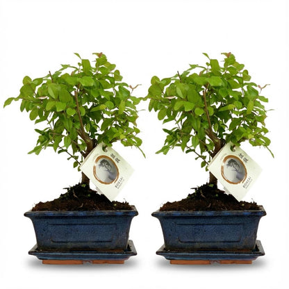 Duo-deal: Bonsaï in keramiek pot
