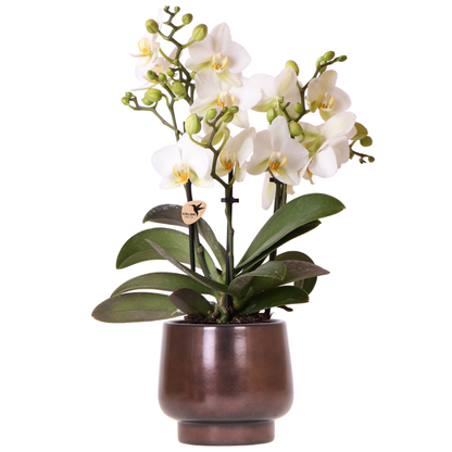 Combo: Witte Lausanne (Scandic Copper pot)