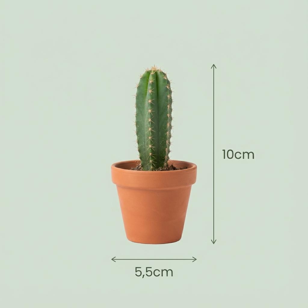 Mix: 15 Mini Cacti Ø 5.5 cm 5-10 cm