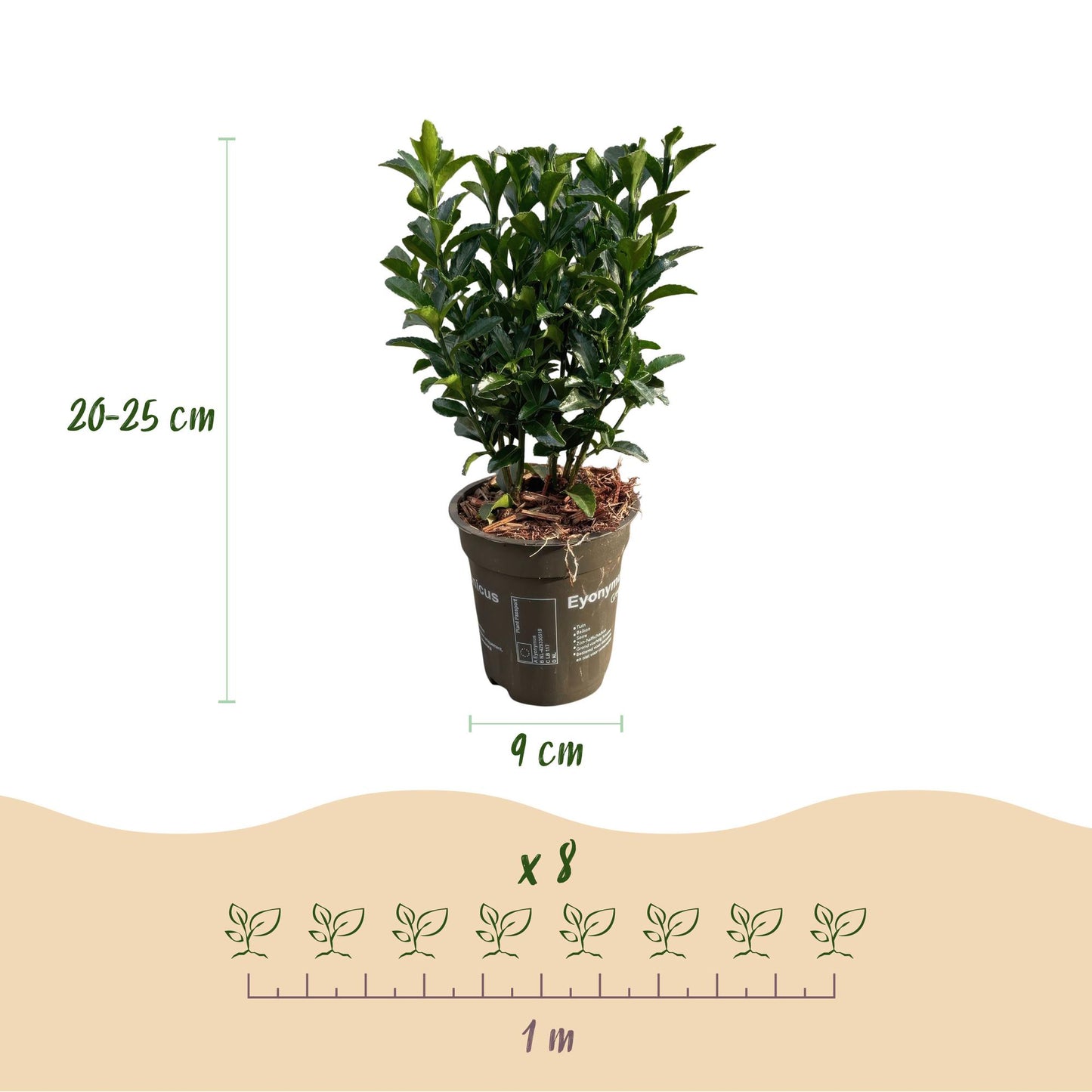 Euonymus japonica Green Spire -  blad groen - 8 planten - 1 strekkende meter - groenblijvend - pot 9cm hoogte 20-25cm