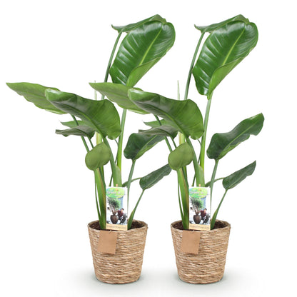 Duo-deal: Strelitzia Nicolai (in baskets)