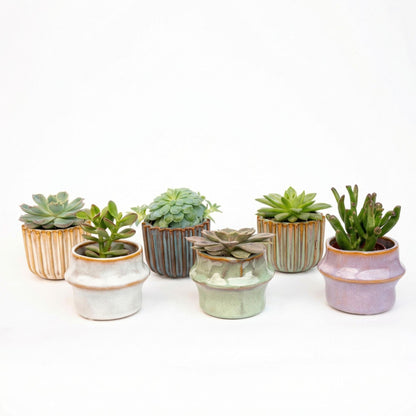 Mix: 6 Succulenten (ceramic)