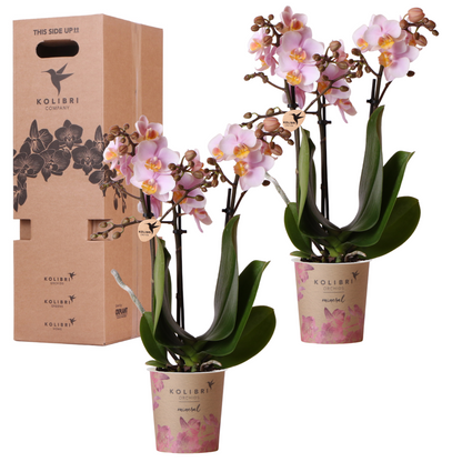 Kolibri Orchids - Surprise box mix - plantes unicolores lot avantageux - boîte surprise de 2 orchidées Ø9cm - directement du producteur