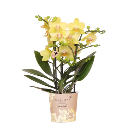 Gele Phalaenopsis