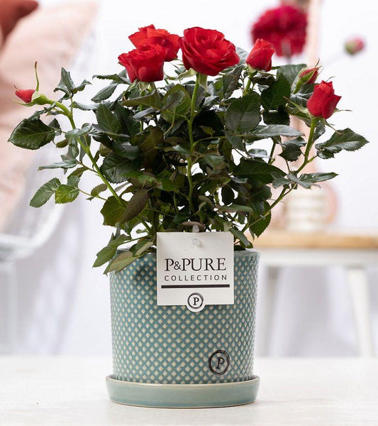 Combo: Rosa Red