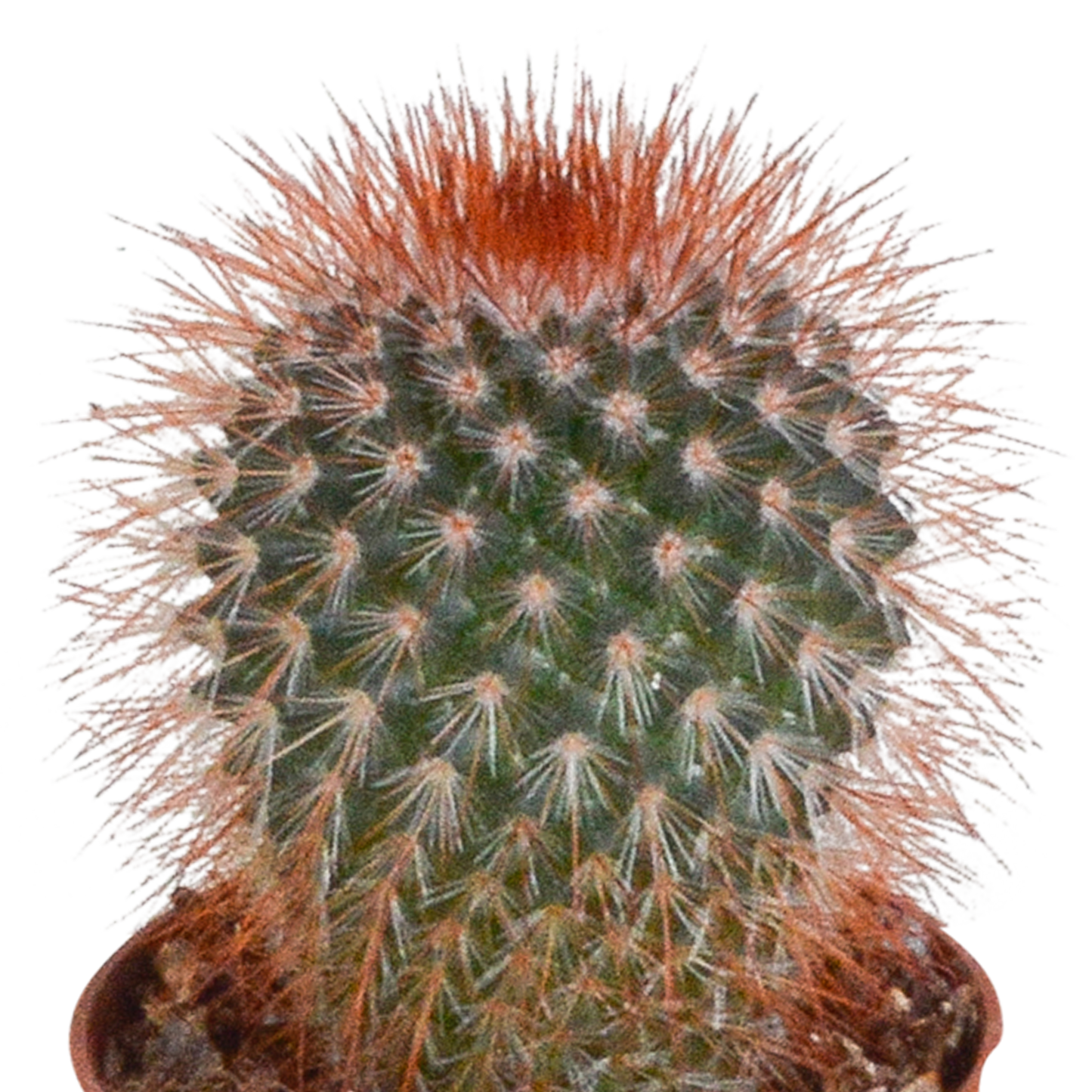 Mix: 10 Cacti 5.5 cm - zonder pot