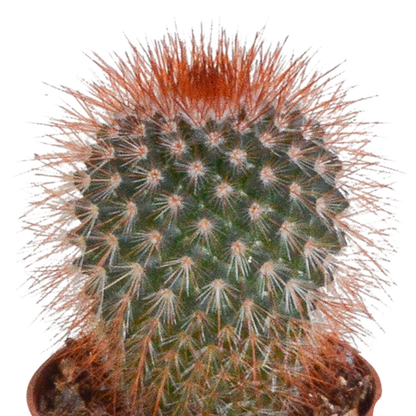 Mix: 10 Cacti 5.5 cm - zonder pot