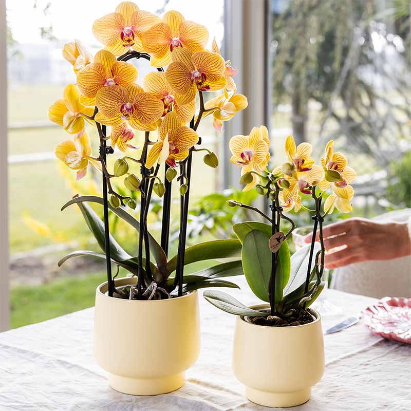 Gele Phalaenopsis