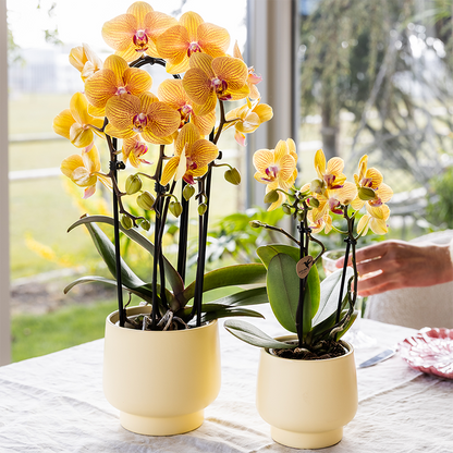 Gele Phalaenopsis