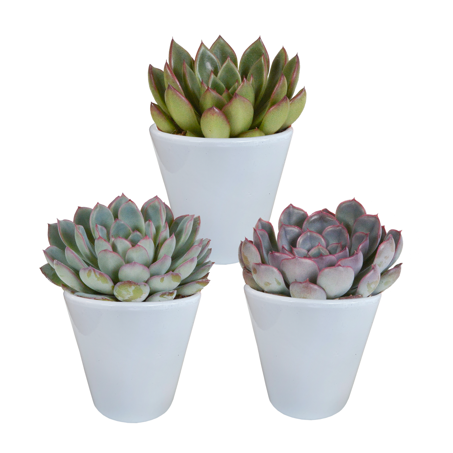 Mix: 3 Echeveria 8.5 cm in witte pot