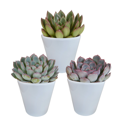 Mix: 3 Echeveria 8.5 cm in witte pot