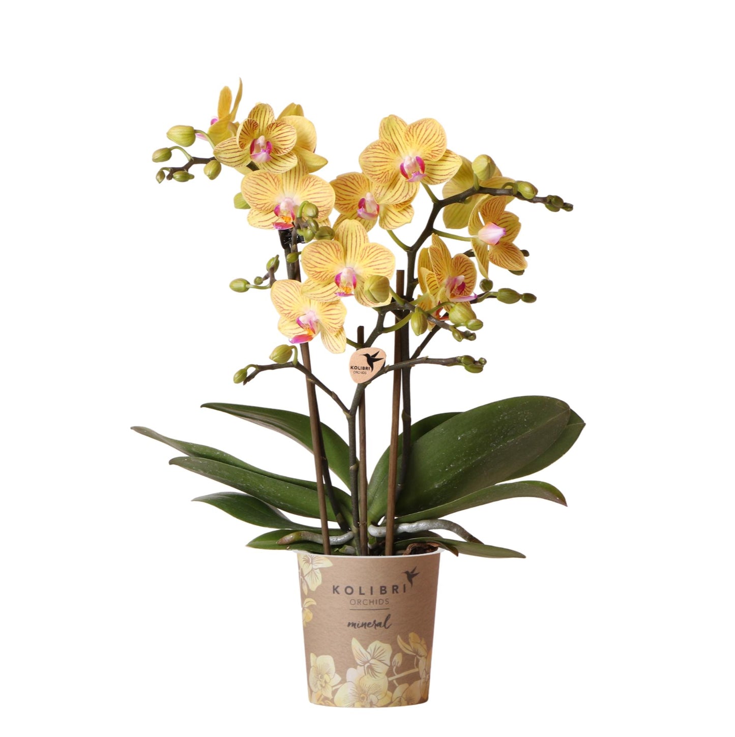 Gele Phalaenopsis