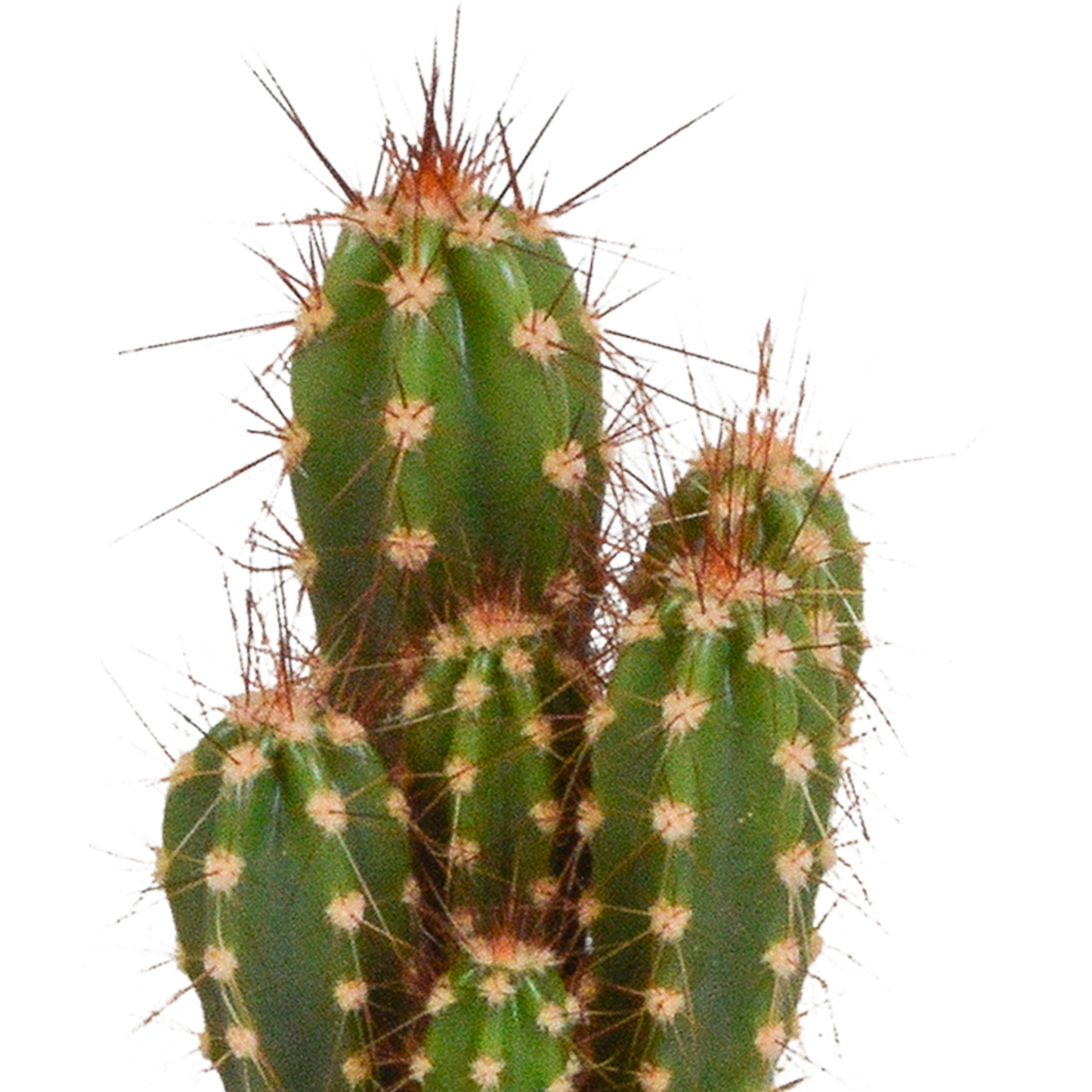 Mix: 15 stuks Cacti en vetplanten 5.5 cm - in witte pot