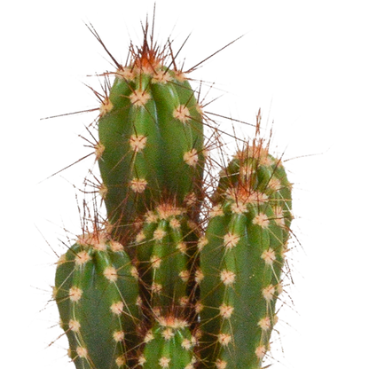 Mix: 15 stuks Cacti en vetplanten 5.5 cm - in witte pot