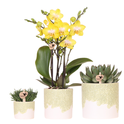 Giftset: Yellow Albenga