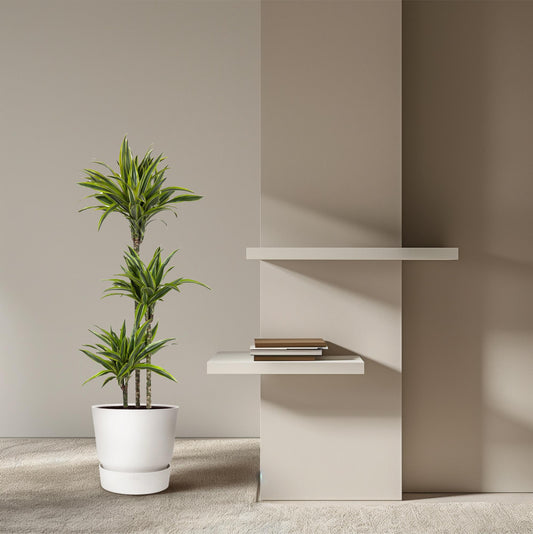 Dracaena Lemon Lime - 130 cm - ø24