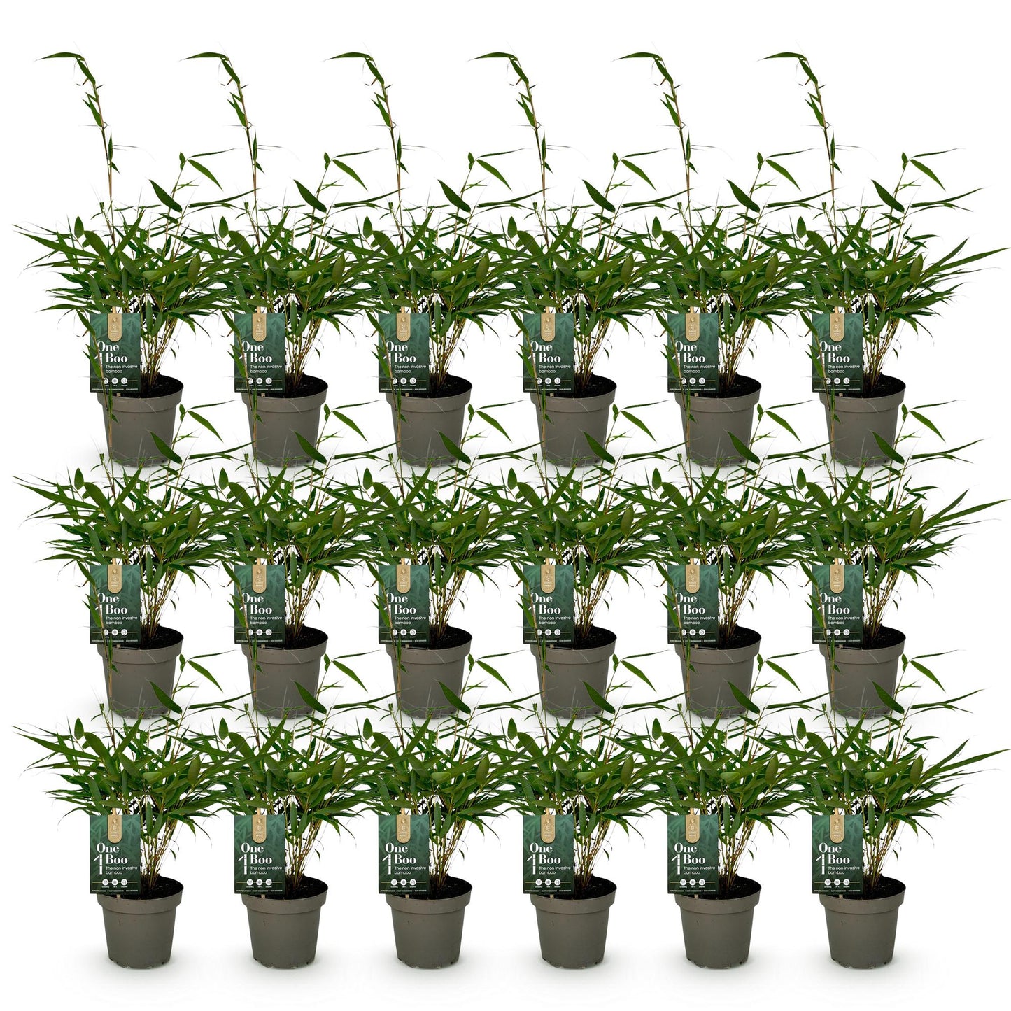 Bamboe: Fargesia robusta Pingwu (18 Planten)