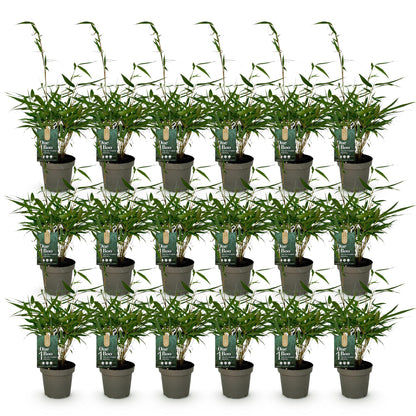 Bamboe: Fargesia robusta Pingwu (18 Planten)