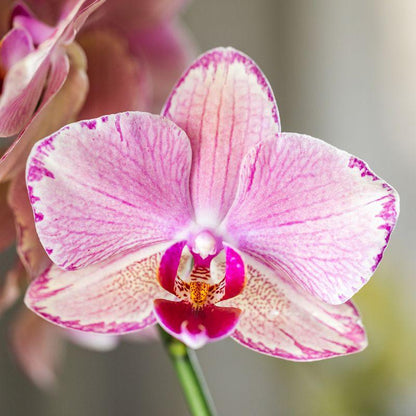 Kolibri Orchids - Surprise Diamond - coffret surprise avec 1 orchidée Kolibri Diamond Ø9cm - fraîchement cueillie par le producteur