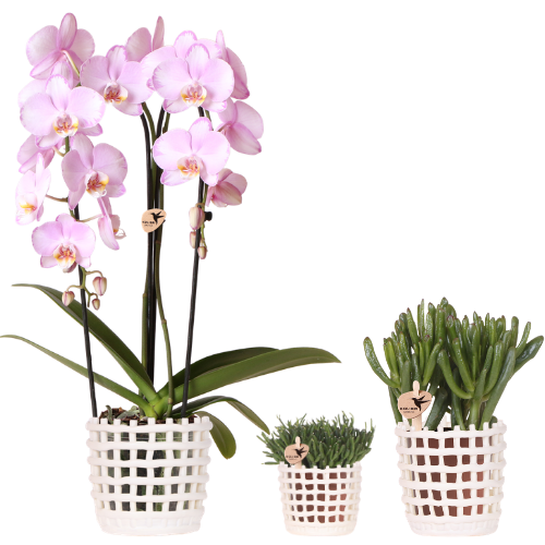 Giftset: Mesh White