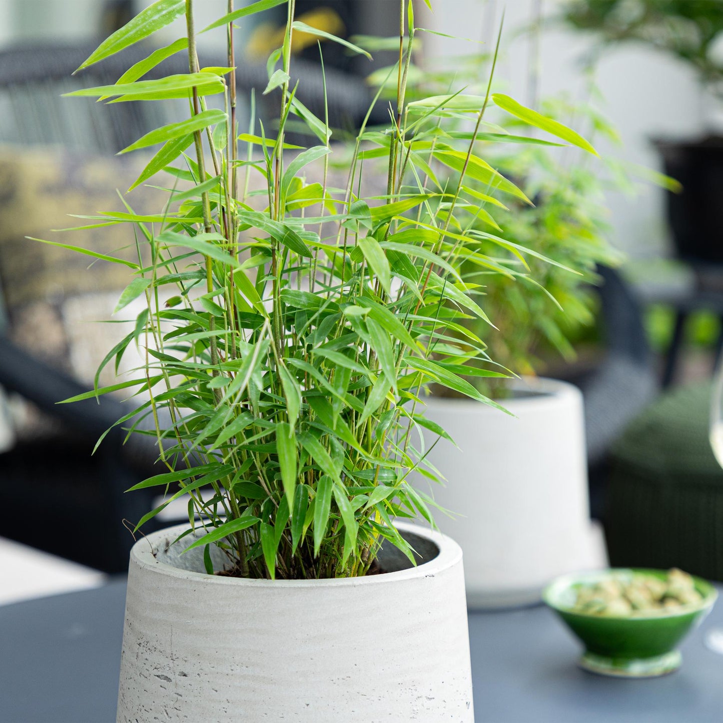 Bamboe: Fargesia Blue Dragon (12 Planten)