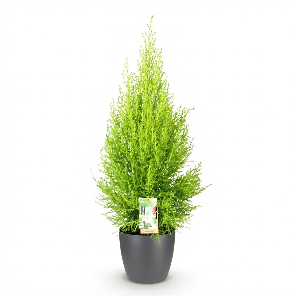 Cupressus Gold Crest Wilma 85-95cm
