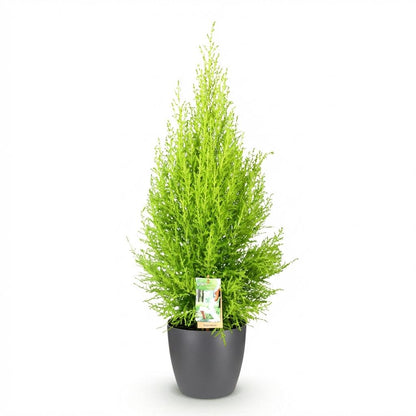 Cupressus Gold Crest Wilma 85-95cm