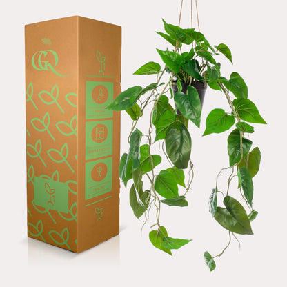 ARTIFICIAL Philodendron scandens - Klimmende Boomliefhebber - 80 cm