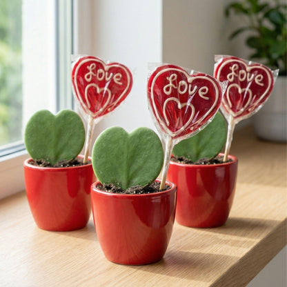 Plant Set: Red Sweetheart