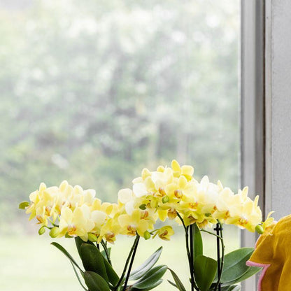 Combo: Gele Albenga orchidee (Bold Cognac sierpot)