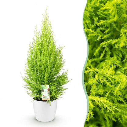 Cupressus Gold Crest Wilmat 85-95cm