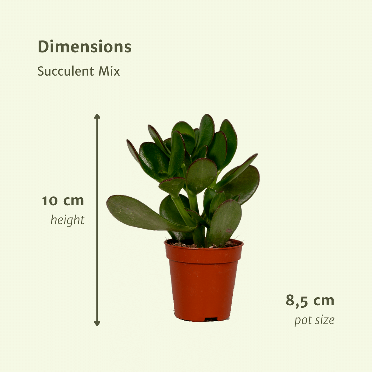 Mix: 9 Succulenten 10 cm Ø8,5
