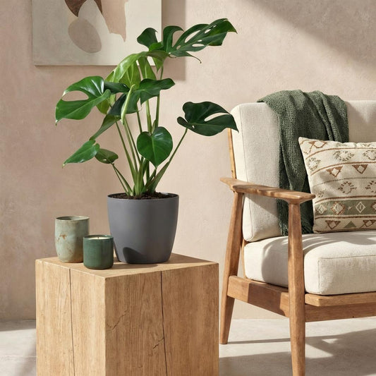 Monstera Deliciosa 70-80cm