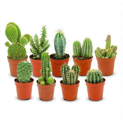 Mix: 9 Mini Cacti Ø 5.5 cm 5-10 cm