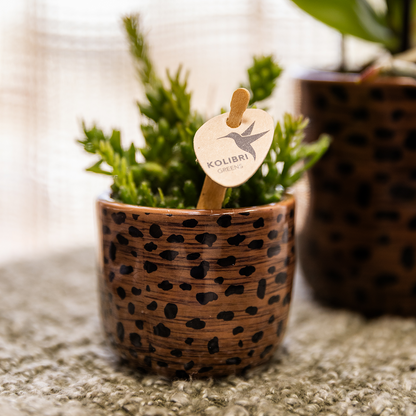 Leopard sierpot (Ø6cm)