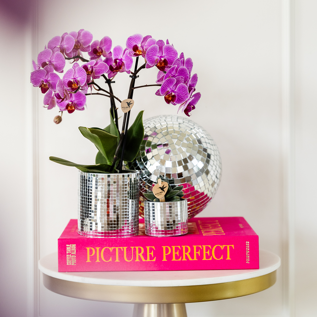 Paarse Phalaenopsis (4 stuks!)