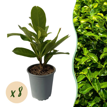 Prunus laurocerasus Rotundifolia - blad groen - 8 planten - 1 strekkende meter - groenblijvend - pot 9cm hoogte 30-35cm